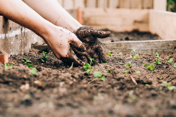 Comment aménager un potager en carrés pour optimiser l'espace et faciliter l'entretien