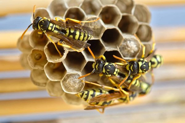 Comment se débarrasser d’un nid de frelons ?