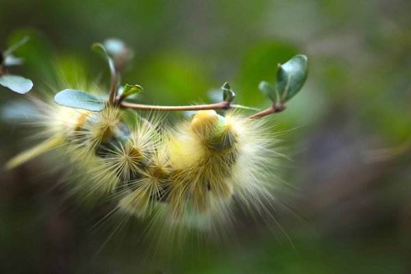 Comment traiter efficacement les chenilles processionnaires ?