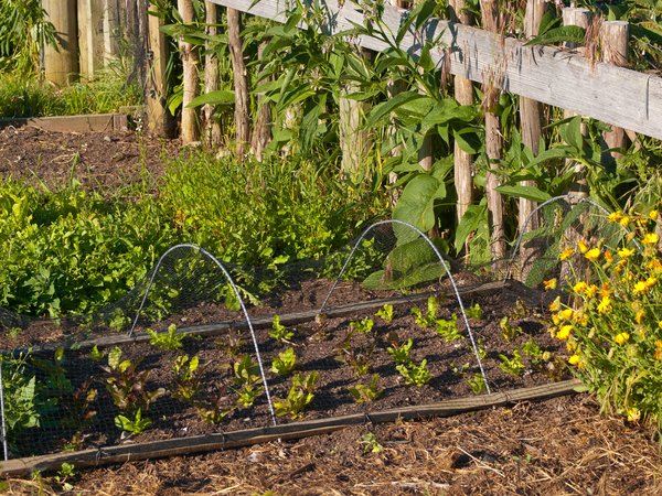 Potagers urbains à Genève : alimentation durable en milieu urbain