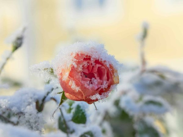 Rose éternelle sous cloche : où trouver la meilleure pour votre décoration intérieure ?