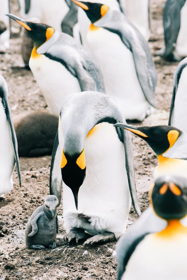 Quel est le nom du bébé pingouin ?